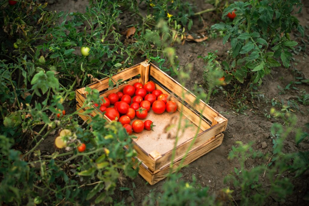 garden bed with ripe tomatoes. picked red tomato in box in field. harvest season of fresh vegetables