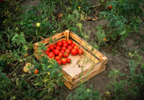 garden bed with ripe tomatoes. picked red tomato in box in field. harvest season of fresh vegetables
