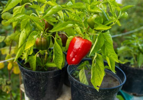 Ripe bell peppers growing in the garden. Red and green pepper. The harvest of vegetables.
